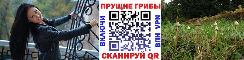 Галлюциногенные грибы Magic Shrooms  где купить наркоту  Дзержинск 